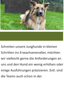 Schreiten unsere Junghunde in kleinen Schritten ins Erwachsenenalter, mchten wir vielleicht gerne die Anforderungen an uns und den Hund ein wenig erhhen oder einige Ausfhrungen przisieren. Evtl. sind die Teams auch schon in der
